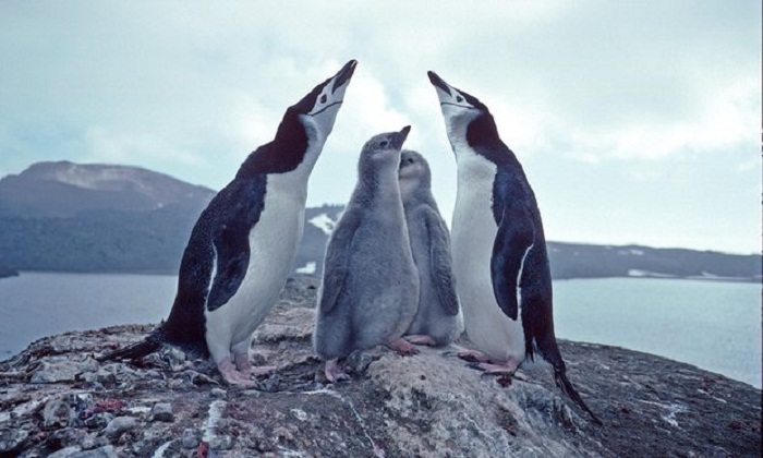 Penguins die in 'catastrophic' Antarctic breeding season
